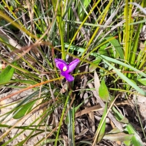 Patersonia sericea var. sericea at Krawarree, NSW - 20 Aug 2022 12:21 PM