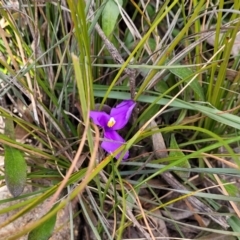 Patersonia sericea var. sericea at Krawarree, NSW - 20 Aug 2022 12:21 PM