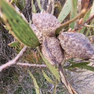 Hakea dactyloides at Krawarree, NSW - 20 Aug 2022