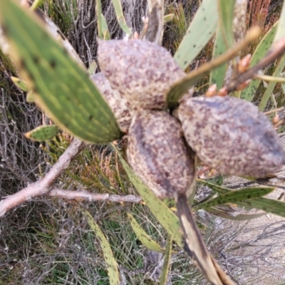 Hakea dactyloides (Finger Hakea) at Deua National Park (CNM area) - 20 Aug 2022 by trevorpreston