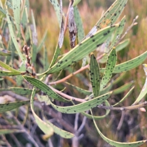 Hakea dactyloides at Krawarree, NSW - 20 Aug 2022