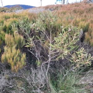 Hakea dactyloides at Krawarree, NSW - 20 Aug 2022