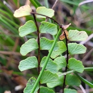 Lindsaea linearis at Krawarree, NSW - 20 Aug 2022