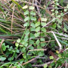 Lindsaea linearis at Krawarree, NSW - 20 Aug 2022 12:17 PM