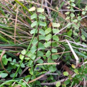 Lindsaea linearis at Krawarree, NSW - 20 Aug 2022