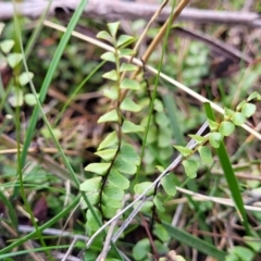 Lindsaea linearis at Krawarree, NSW - 20 Aug 2022