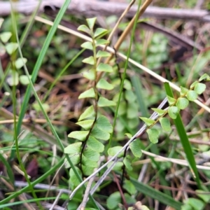 Lindsaea linearis at Krawarree, NSW - 20 Aug 2022