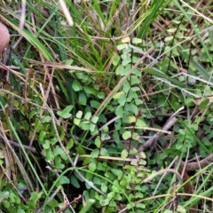 Lindsaea linearis at Krawarree, NSW - 20 Aug 2022