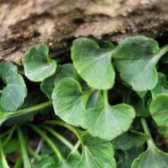 Viola sieberiana (A Violet) at QPRC LGA - 20 Aug 2022 by trevorpreston