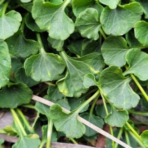 Viola sieberiana at Krawarree, NSW - 20 Aug 2022