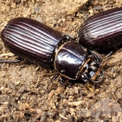 Aulacocyclus edentulus (Passalid beetle) at QPRC LGA - 20 Aug 2022 by trevorpreston