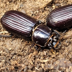 Aulacocyclus edentulus at Krawarree, NSW - 20 Aug 2022