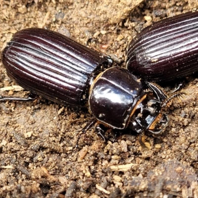 Aulacocyclus edentulus (Passalid beetle) at Krawarree, NSW - 20 Aug 2022 by trevorpreston