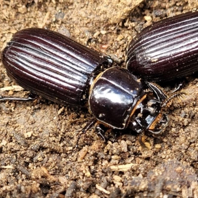 Aulacocyclus edentulus (Passalid beetle) at Krawarree, NSW - 20 Aug 2022 by trevorpreston