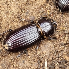 Aulacocyclus edentulus at Krawarree, NSW - 20 Aug 2022