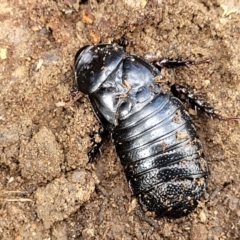 Panesthia australis (Common wood cockroach) at Krawarree, NSW - 20 Aug 2022 by trevorpreston