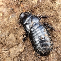 Panesthia australis at Krawarree, NSW - 20 Aug 2022 12:14 PM