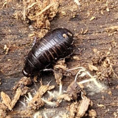 Panesthia australis (Common wood cockroach) at QPRC LGA - 20 Aug 2022 by trevorpreston