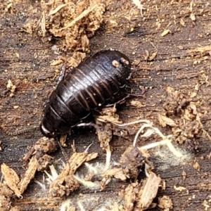 Panesthia australis at Krawarree, NSW - 20 Aug 2022