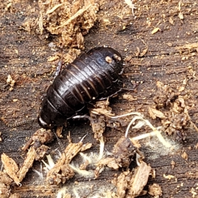 Panesthia australis (Common wood cockroach) at Deua National Park (CNM area) - 20 Aug 2022 by trevorpreston