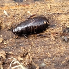 Panesthia australis at Krawarree, NSW - 20 Aug 2022