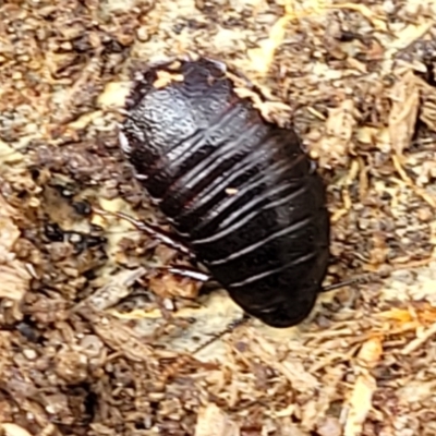 Platyzosteria melanaria (Common Eastern Litter Runner) at QPRC LGA - 20 Aug 2022 by trevorpreston