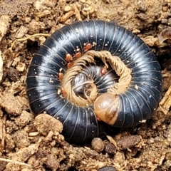 Spirobolida (order) (Spirobolid millipede) at Krawarree, NSW - 20 Aug 2022 by trevorpreston