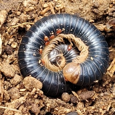 Spirobolida (order) (Spirobolid millipede) at QPRC LGA - 20 Aug 2022 by trevorpreston