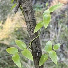 Asparagus asparagoides (Bridal Creeper, Florist's Smilax) at QPRC LGA - 20 Aug 2022 by Steve_Bok