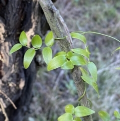 Asparagus asparagoides at Queanbeyan East, NSW - 20 Aug 2022 03:53 PM