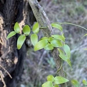 Asparagus asparagoides at Queanbeyan East, NSW - 20 Aug 2022