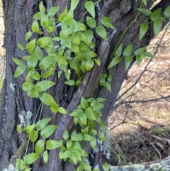 Asparagus asparagoides (Bridal Creeper, Florist's Smilax) at Queanbeyan East, NSW - 20 Aug 2022 by SteveBorkowskis