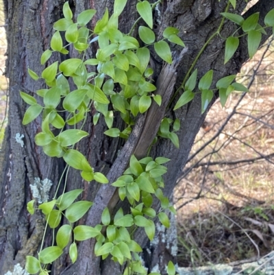 Asparagus asparagoides (Bridal Creeper, Florist's Smilax) at Queanbeyan East, NSW - 20 Aug 2022 by SteveBorkowskis