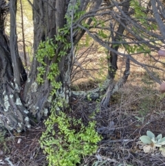 Asparagus asparagoides at Queanbeyan East, NSW - 20 Aug 2022 03:23 PM