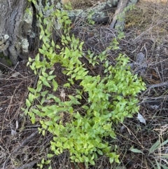 Asparagus asparagoides at Queanbeyan East, NSW - 20 Aug 2022