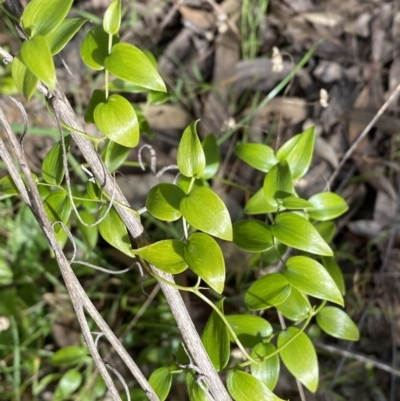 Asparagus asparagoides (Bridal Creeper, Florist's Smilax) at Queanbeyan East, NSW - 20 Aug 2022 by SteveBorkowskis