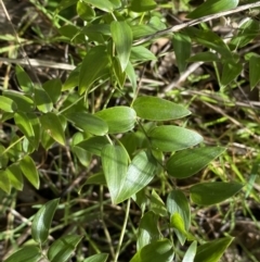 Asparagus asparagoides at Queanbeyan East, NSW - 20 Aug 2022