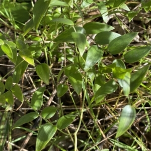 Asparagus asparagoides at Queanbeyan East, NSW - 20 Aug 2022