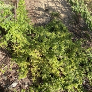 Asparagus asparagoides at Queanbeyan East, NSW - 20 Aug 2022