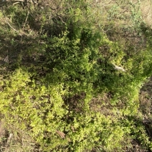 Asparagus asparagoides at Queanbeyan East, NSW - 20 Aug 2022