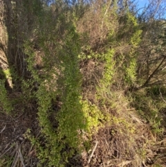 Asparagus asparagoides at Queanbeyan East, NSW - 20 Aug 2022