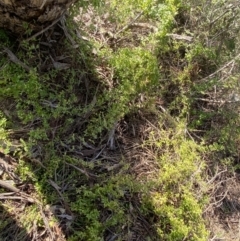 Asparagus asparagoides at Queanbeyan East, NSW - 20 Aug 2022