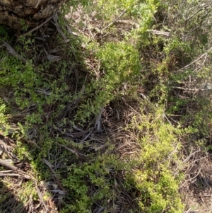 Asparagus asparagoides at Queanbeyan East, NSW - 20 Aug 2022 04:33 PM