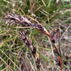 Schoenus villosus at Berlang, NSW - 20 Aug 2022 by trevorpreston