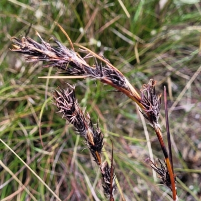 Schoenus villosus at Berlang, NSW - 20 Aug 2022 by trevorpreston