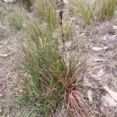 Schoenus villosus at Berlang, NSW - 20 Aug 2022 12:11 PM