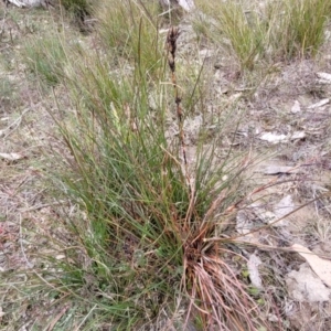 Schoenus villosus at Berlang, NSW - 20 Aug 2022 12:11 PM