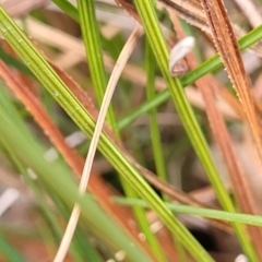 Schoenus villosus at Berlang, NSW - 20 Aug 2022 12:11 PM