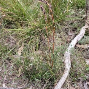 Schoenus villosus at Berlang, NSW - 20 Aug 2022 12:11 PM