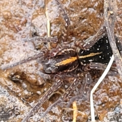 Dolomedes (genus) (Fishing spider) at Krawarree, NSW - 20 Aug 2022 by trevorpreston